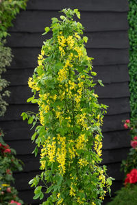 Obraz Laburnum